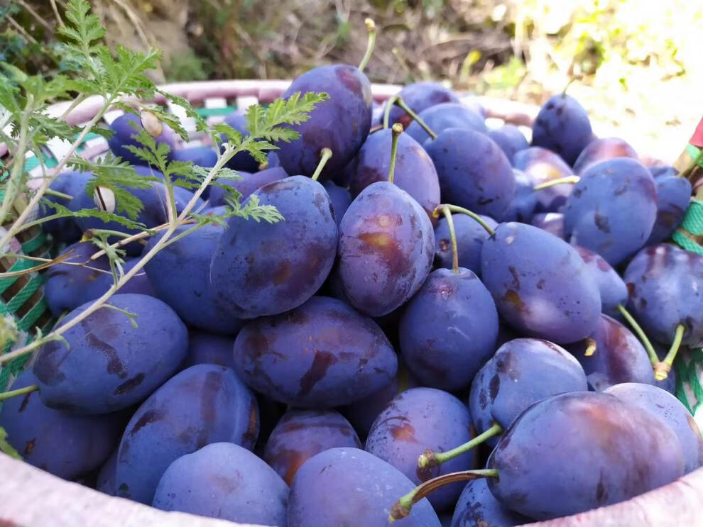 顺丰速运西梅新鲜水果四川汶川西梅宝宝当季孕妇新鲜李子整箱4斤装