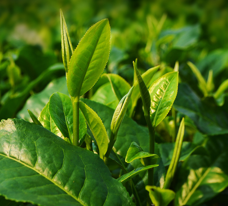 晨臻 山香名饮高山粗老茶新茶叶正宗粗老茶绿珠500克 珠500克【图片