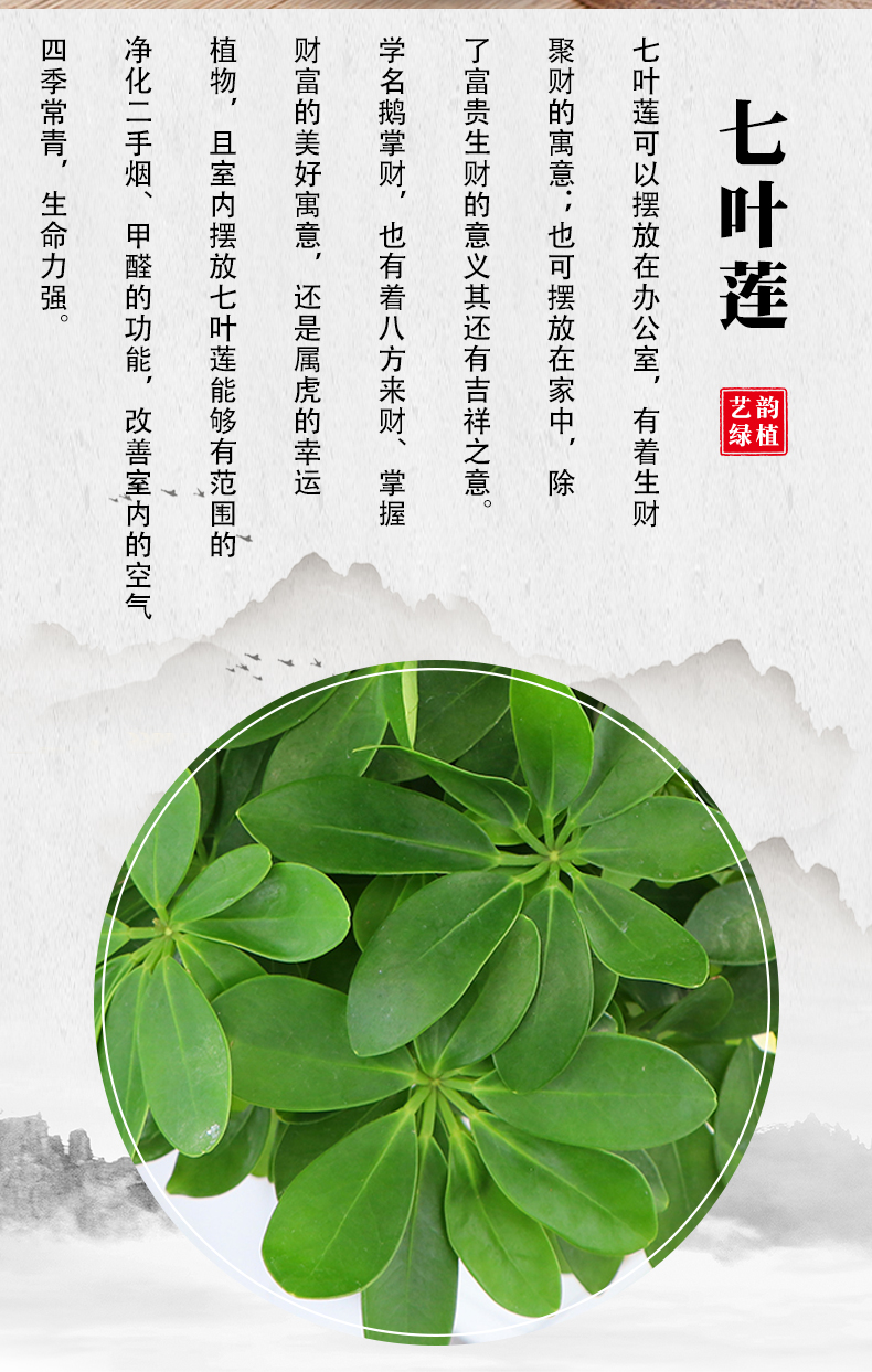 【盆可养小鱼】五年老桩七叶莲 垂钓山水紫砂盆124 带盆栽好【图片