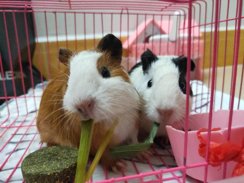 荷兰猪活物 荷兰鼠活体荷兰猪宠物豚猪天竺鼠黑豚白豚成年彩豚 4只