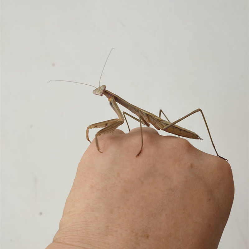 中华大刀螳螂广斧螳螂昆虫宠物活体好养易活送饲料不知名小螳螂成虫送