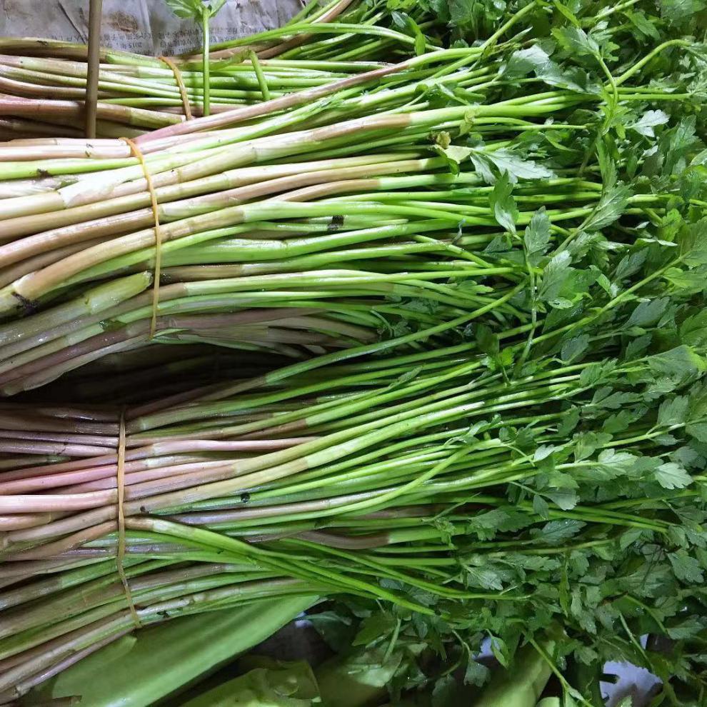 水芹菜的图片大全大图图片