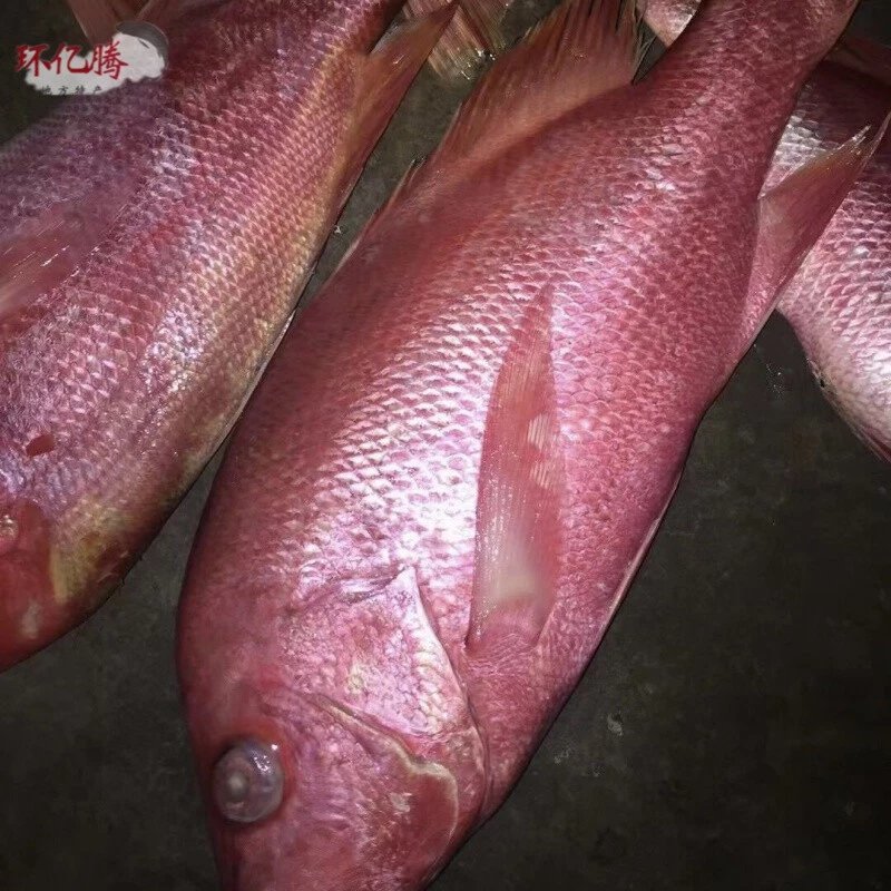 儋州红鱼干 多规格 湛江特产深海大红鱼干 自晒咸鱼干红立鱼 海南红鱼