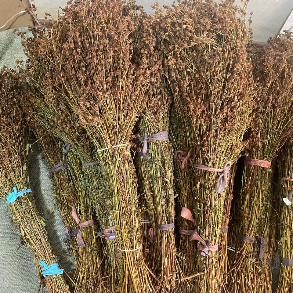 新货东北大兴安岭野生稳心草天然茶东北特产稳心草茶泡水泡酒100g