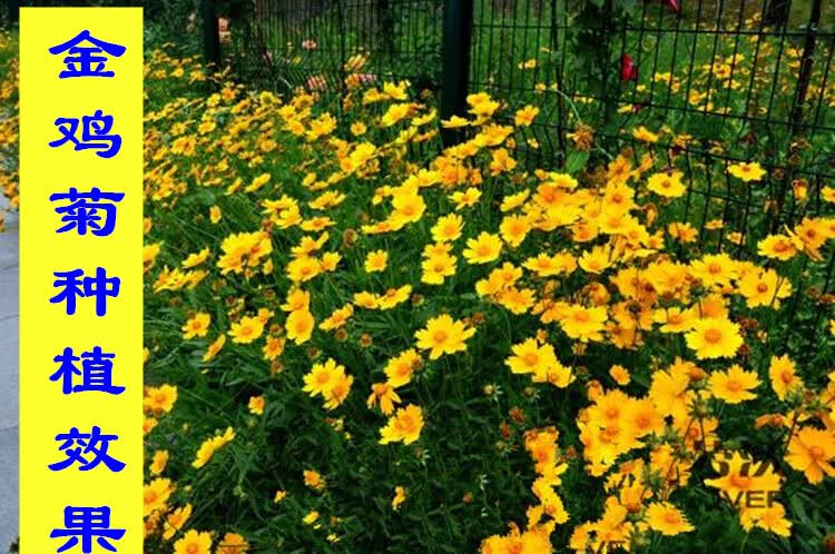康娜户外活花种金鸡菊种子多年生宿根草本花卉春季播种易种菊花种籽s 金鸡菊2千粒 肥料2包 图片价格品牌报价 京东