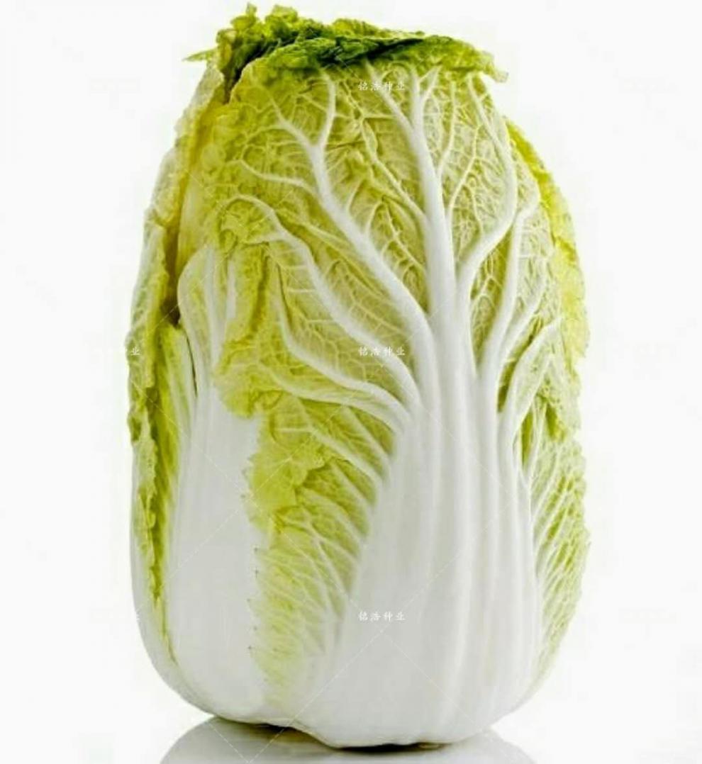 早熟高产白菜种子大白菜结球白菜籽娃娃菜小白菜种子大田蔬菜种子金根
