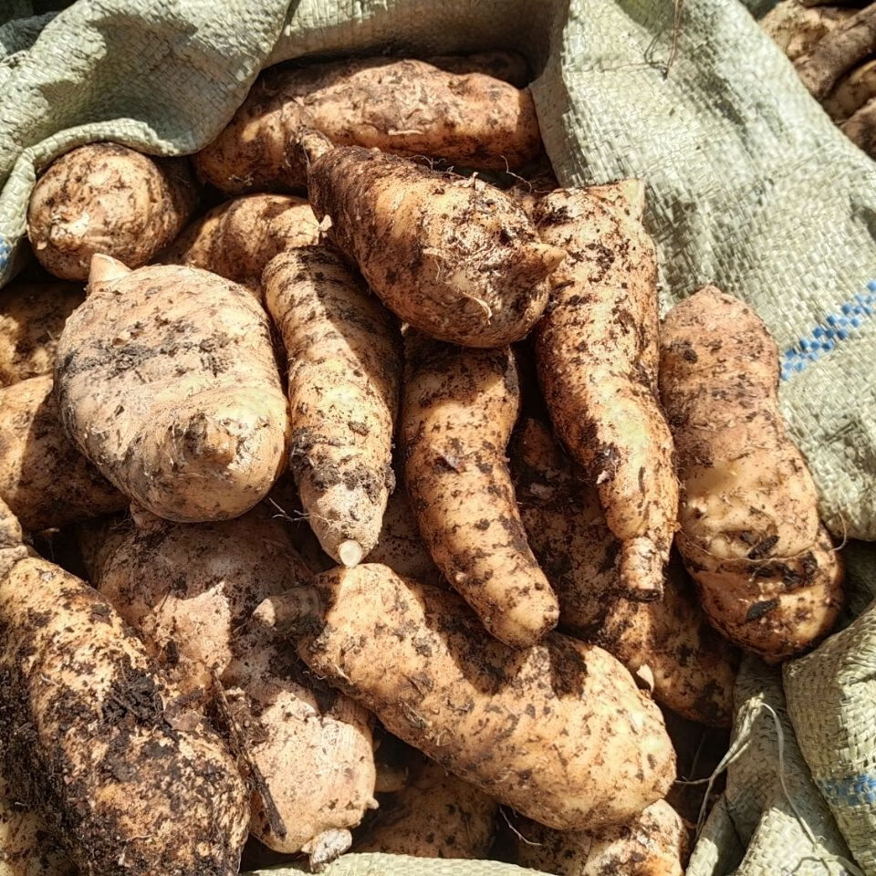 贵州省大方县新鲜天麻出山了,新鲜现挖当天发顺丰.