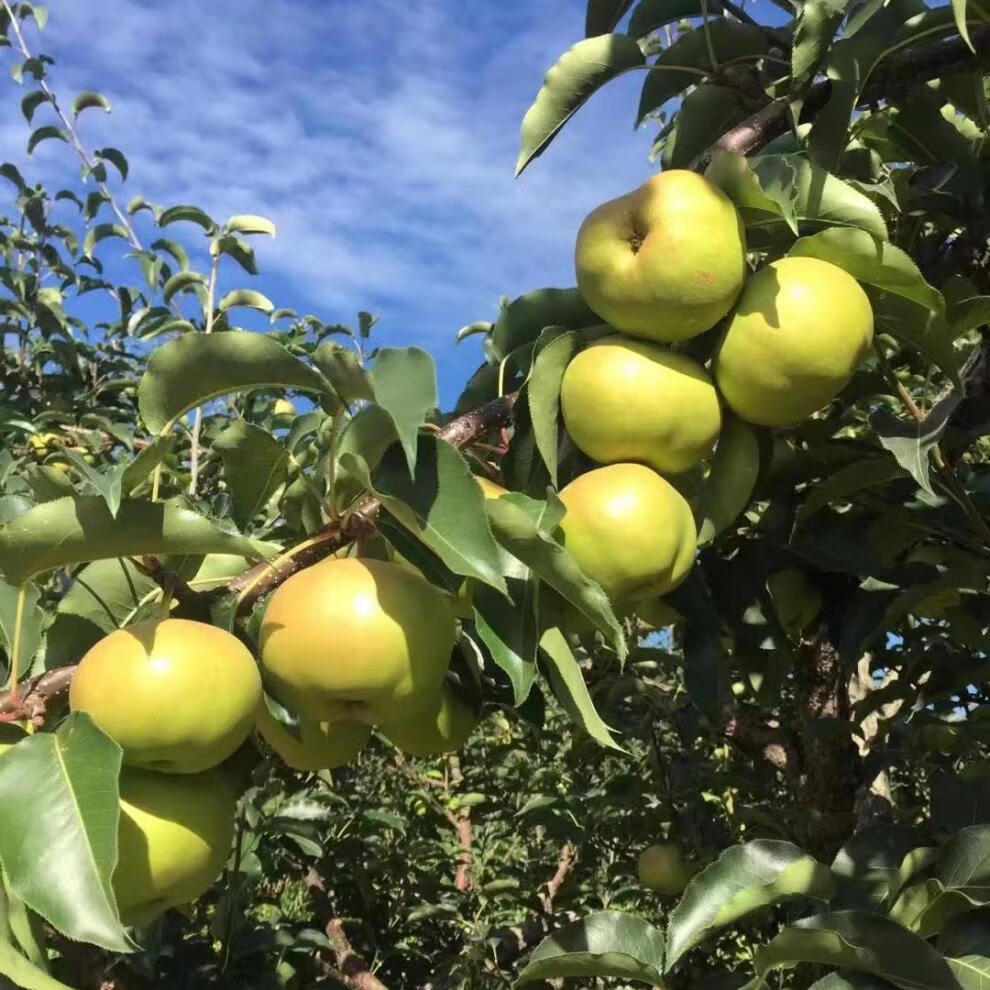 东北延边延吉苹果梨 自家园子 嘎嘎脆嘎嘎好吃 一等梨 14到15斤/箱