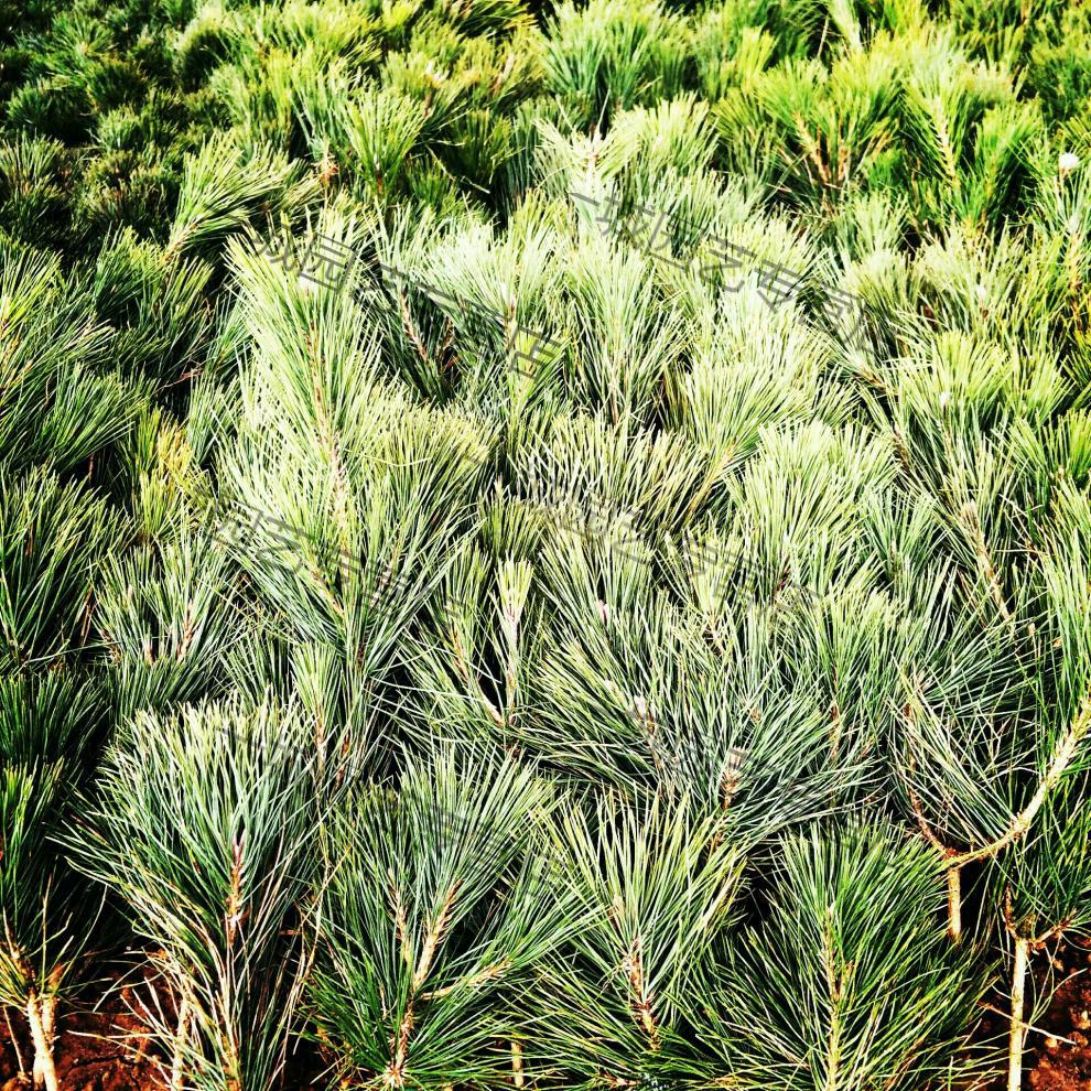 一城真柏苗真柏树苗日本济州真柏苗系鱼川真柏苗八房系真柏制盆景素材