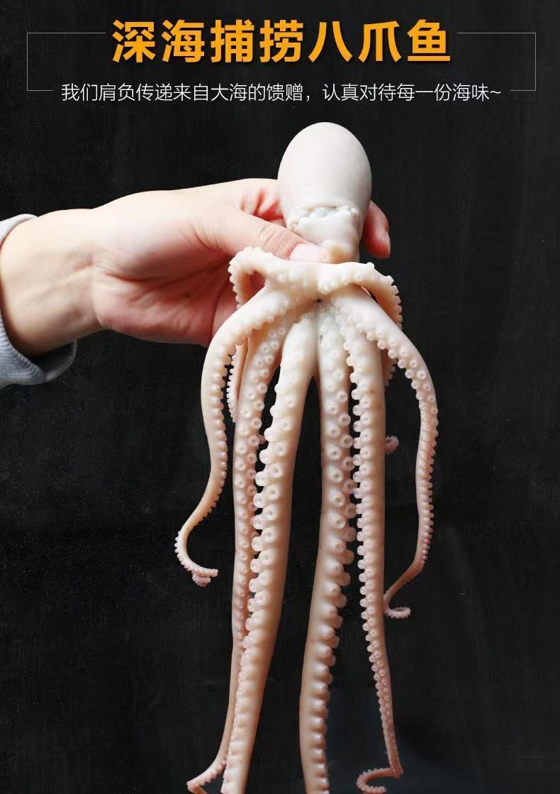 锦祥橙网红爆头大长腿八爪鱼鲜活速冻大八爪鱼超大长腿八爪鱼长腿八爪