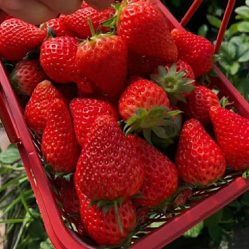 云南新鲜夏季草莓现摘现发奶茶蛋糕烘焙糖葫芦水果草莓5斤装