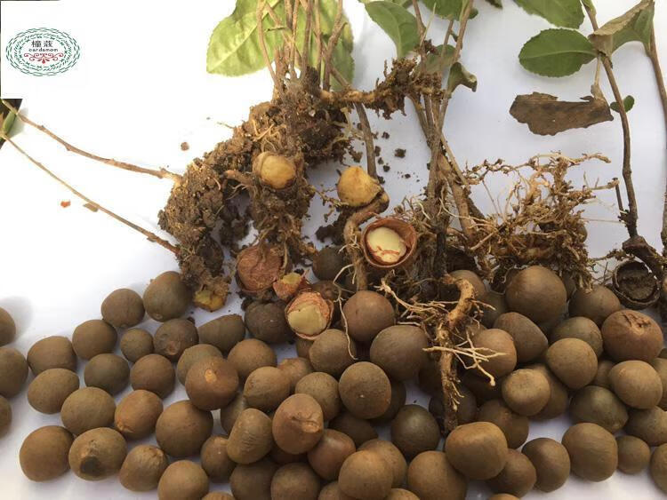 绿茶种子 茶种子 茶树种子 茶叶种子茶树籽绿茶籽 茶花种子 西湖龙井