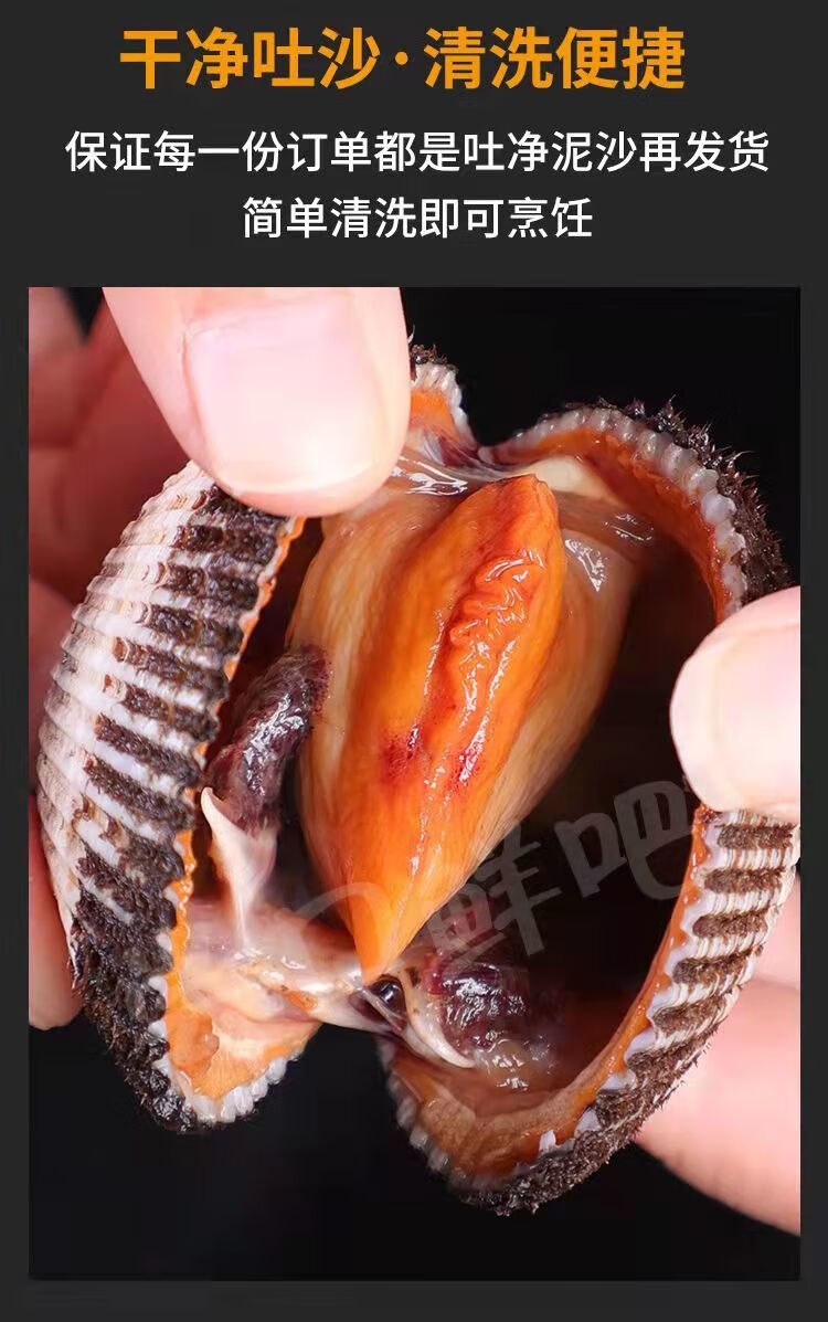 三门新鲜血蛤鲜活毛蚶血蚶无沙泥文蛤鲜活特大号全国 50-55只/斤 1斤