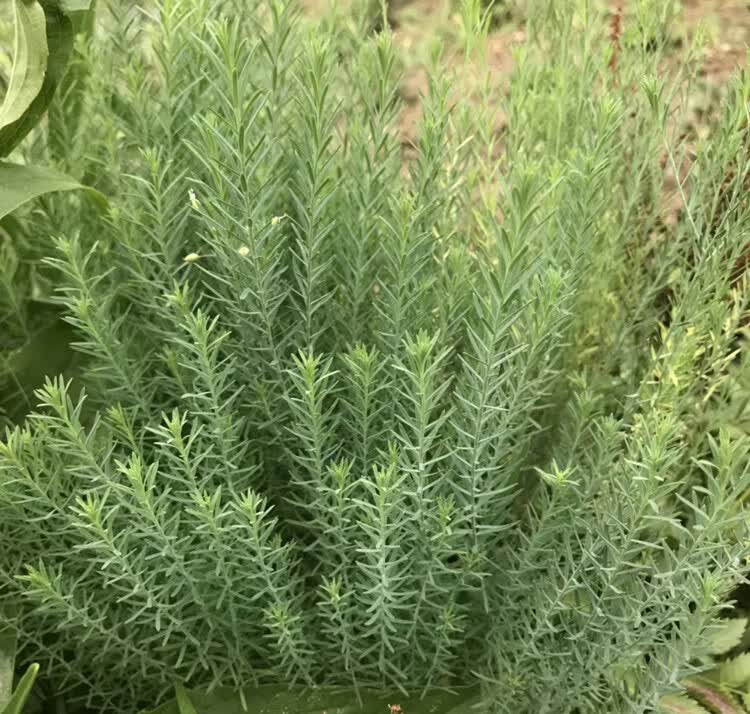 蓝花亚麻种子耐寒耐阴春秋播种多年生园林室外景观花坛庭院花种子