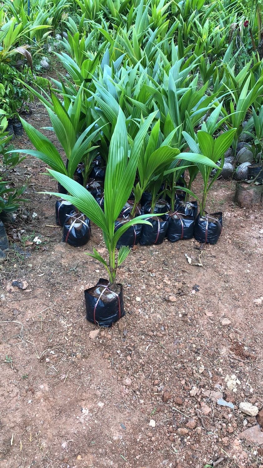 花音谷海南椰子苗青椰绿植盆栽椰子树苗带皮带壳发货椰子树观赏植物