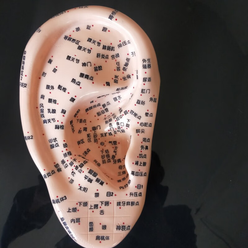 穴位模型16cm刻字耳穴模型耳针耳朵穴位模型耳按摩反射区特大号131716