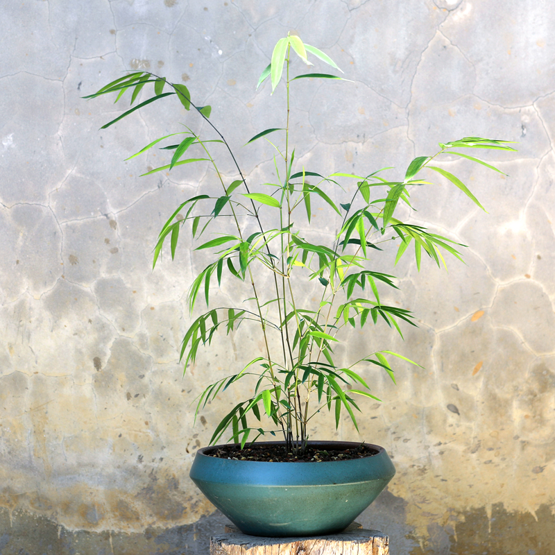 正宗台湾内门竹家居盆栽内份竹中珍品开运恒春茶竿竹室内观叶绿植 内