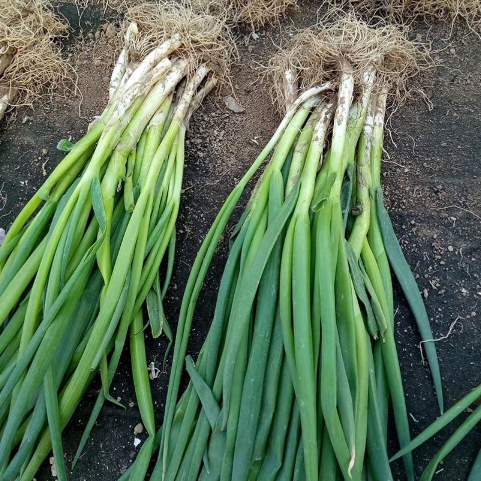 山东新鲜小葱本地葱小葱苗小香葱葱苗蘸酱新鲜可吃葱种子新鲜 二斤
