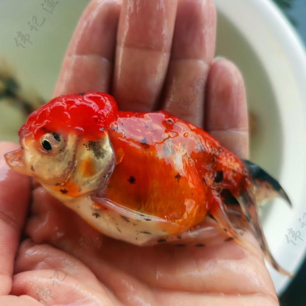 金鱼国狮红狮头活鱼黑狮头淡水鱼冷水鱼活体观赏鱼渔场 6-7cm 红白狮