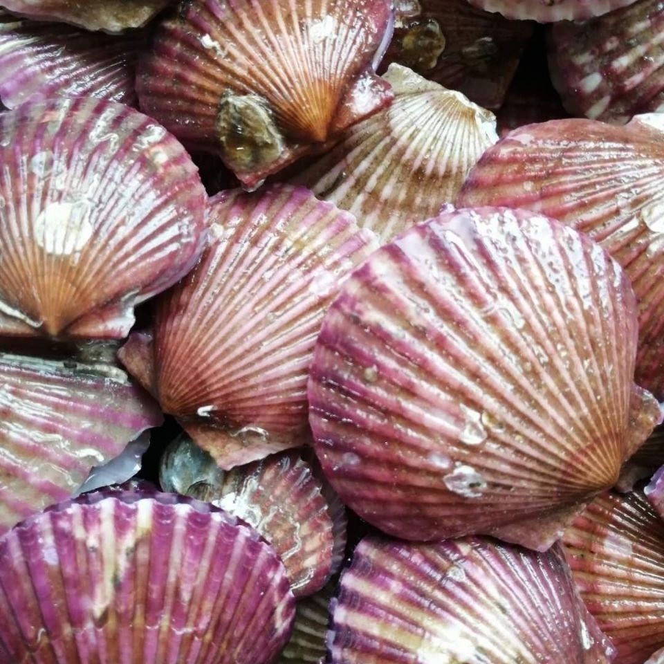 蜜鲜湾 扇贝鲜活新鲜港湾贝带壳超大扇贝海鲜水产海捕贝类 四斤中大号