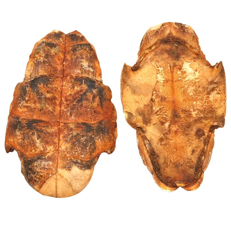 草龟板 旱龟板 龟板 乌龟底板 正宗精选生龟板 龟下甲 龟板 醋炙草龟