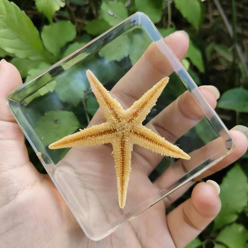 海底生物标本真实海洋生物树脂鱼类章鱼乌贼乌龟寄居蟹虾螃蟹海星蝴蝶