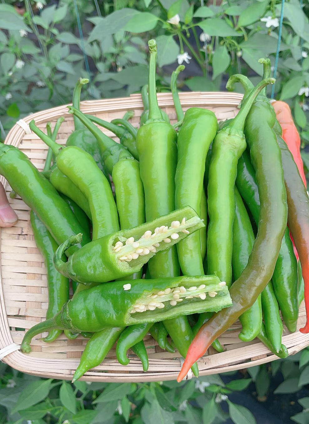 杭椒一号辣椒种子辣味高产蔬菜种籽四季春季夏秋冬播种超辣朝天椒