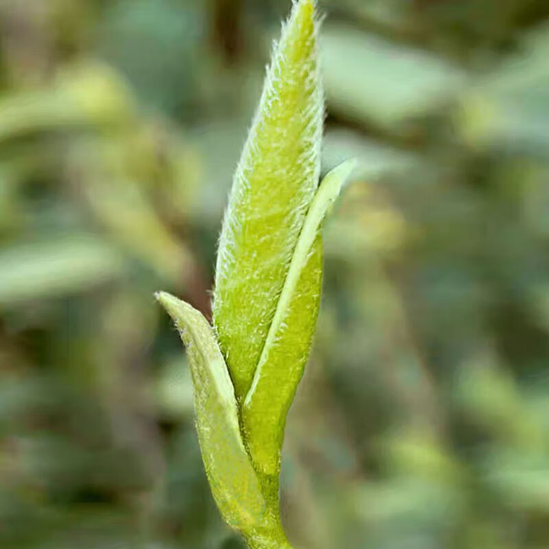 白毫银针高山生态白茶荒野白毫银针明前荒野米芽50g