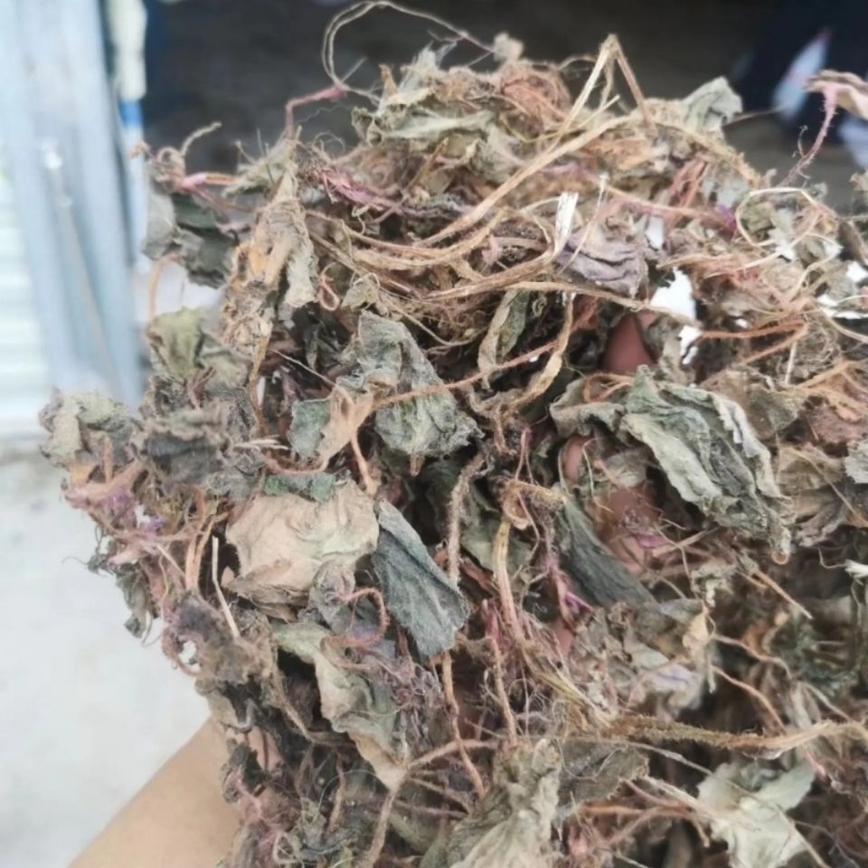 贵州省虎耳草250g虎耳草石荷叶金线吊芙蓉金丝荷叶耳朵红【图片 价格