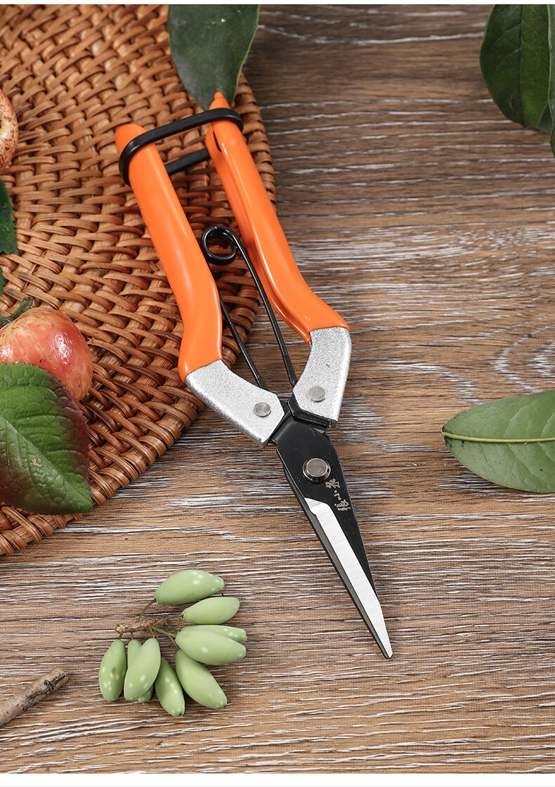 张小泉 秋韵系列稀果剪采摘剪 水果采摘剪刀 园艺剪刀zh-324【图片