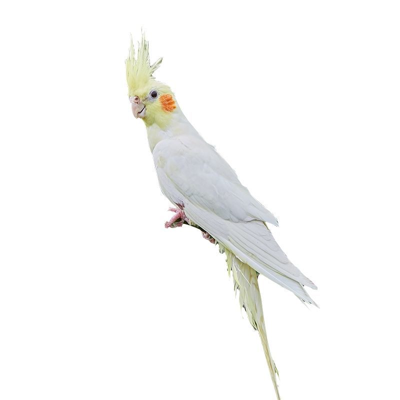 黄化 原始灰【笼养4月龄】 公【一只】