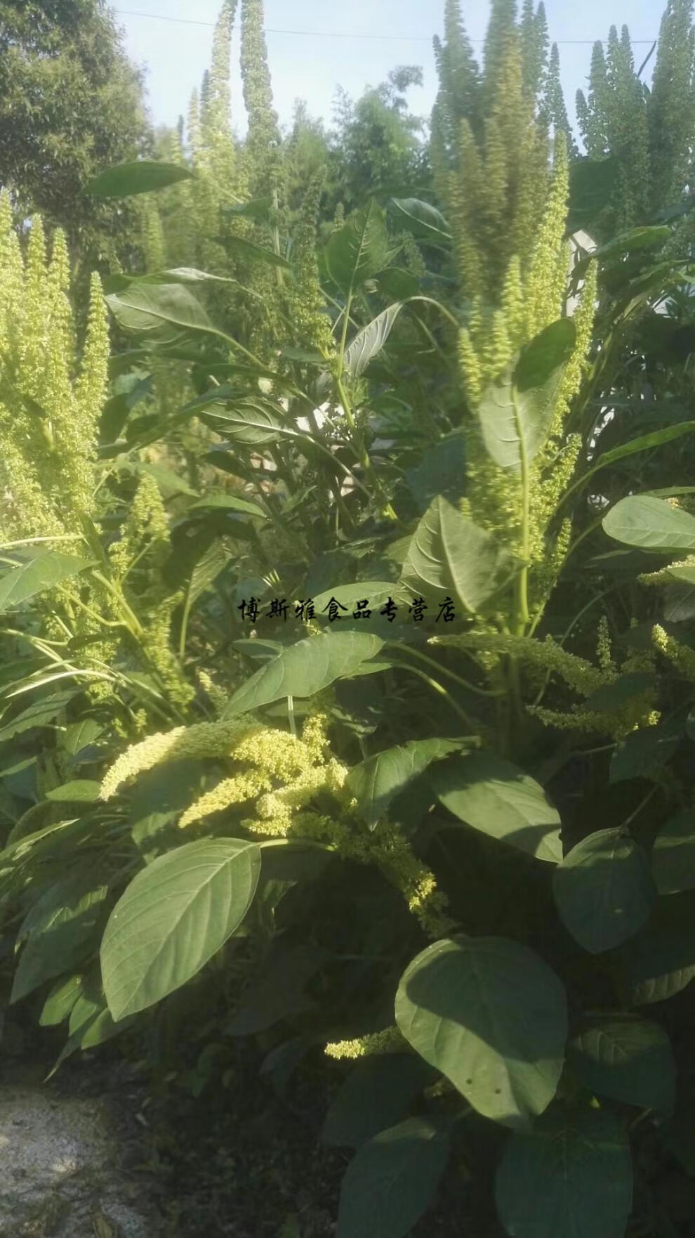 5折 湖北恩施土家麻糖玉米糖苞谷麦芽糖仙姑糖仙谷米糖崖谷糖宣谷片