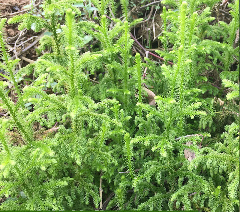 野生伸筋草舒筋草通筋草中草药中药材泡脚无硫新鲜干货 野生伸筋草500