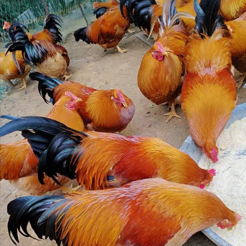 线鸡山地果园鸡散养月清远阉鸡肉新鲜宰杀 2只毛重