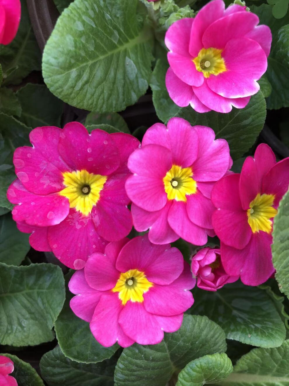 报春花盆栽欧洲花卉室内冬季耐寒四季开花带花苞阳台室内喜光 玫瑰