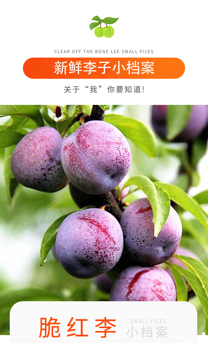 正宗四川五月脆红李子5斤新鲜水果应季青脆李脱骨李凤凰李半边红3五月