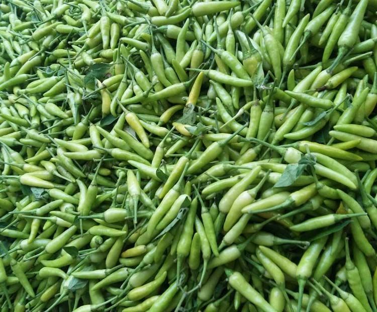 万家回味广西新鲜野山椒 白米椒特辣泡椒辣椒产地直发非红小米尖椒白