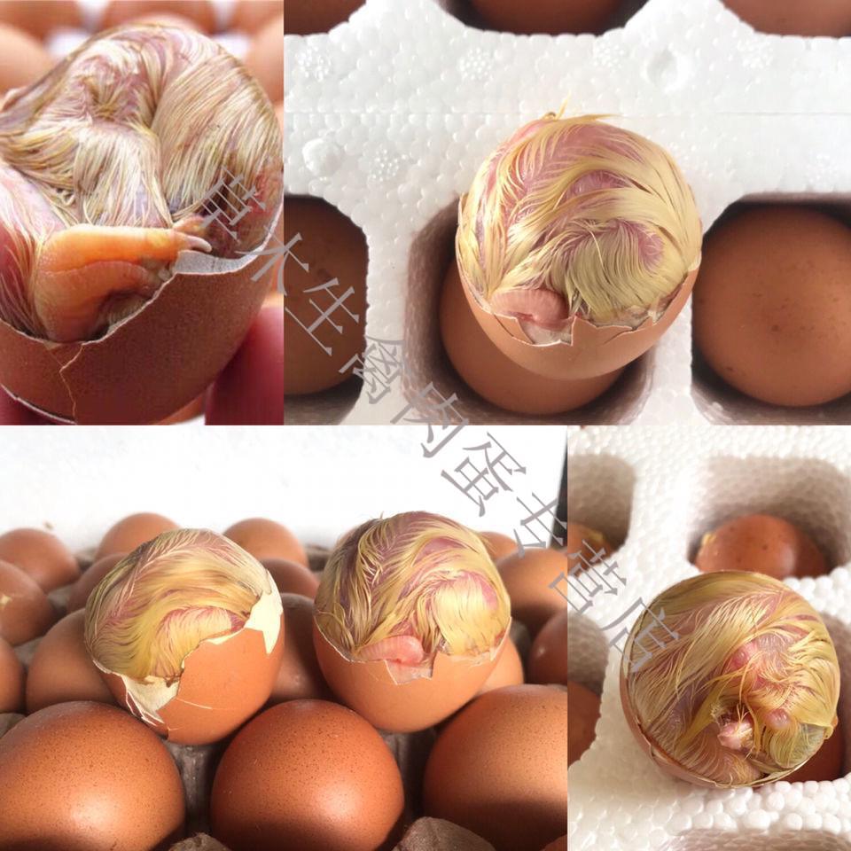 新鲜毛蛋鸡胚蛋生的18天左右喜蛋毛鸡蛋活珠子20枚