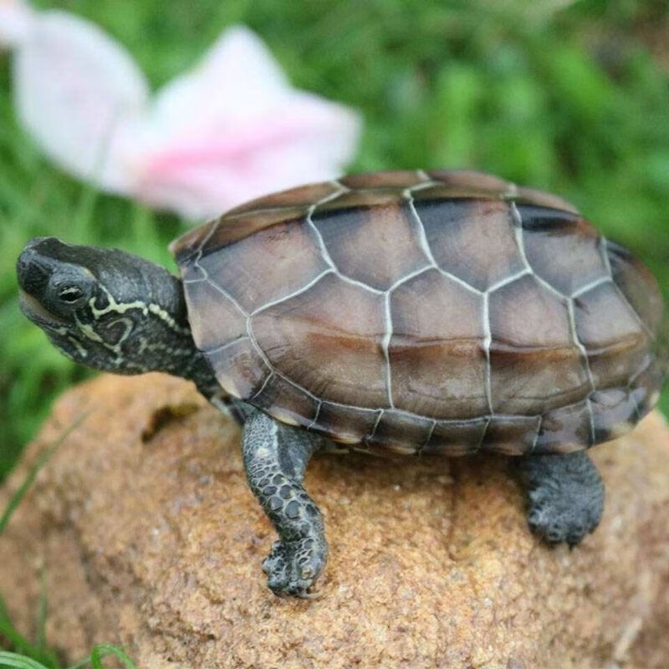 cmcm金钱幼龟活体纯种中华一对苏北金线龟南石金钱宠物龟活物 5-6厘米