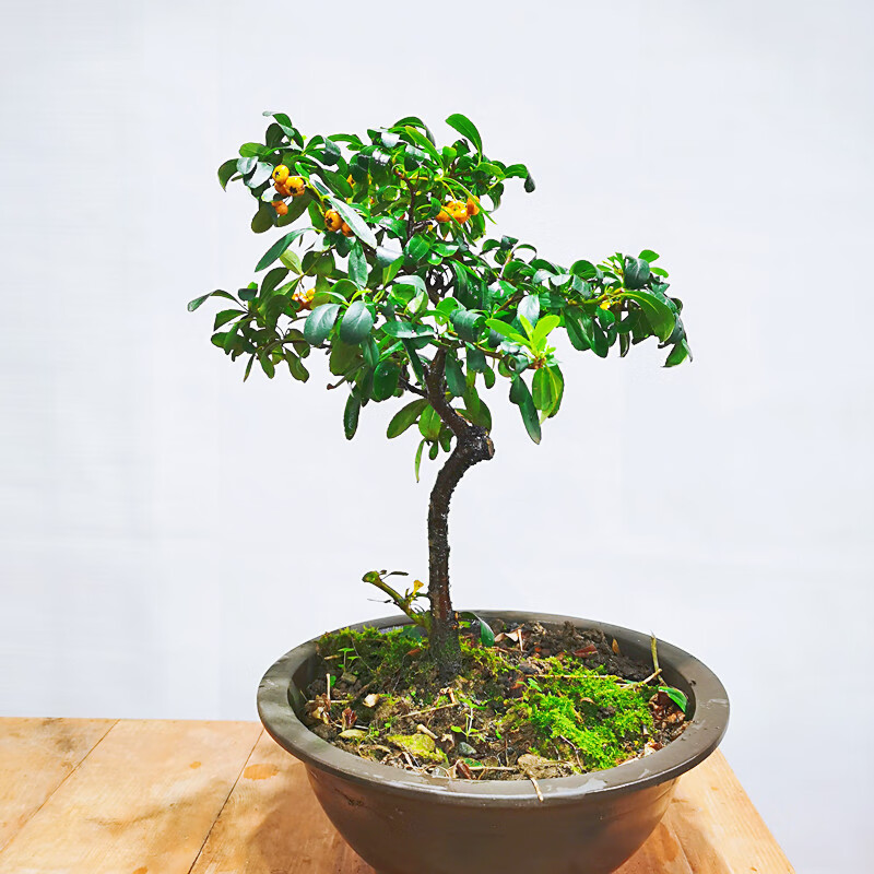 黄果火棘树桩盆景稀有黄果吉祥果 救命粮小品熟桩花果盆景 156号黄果