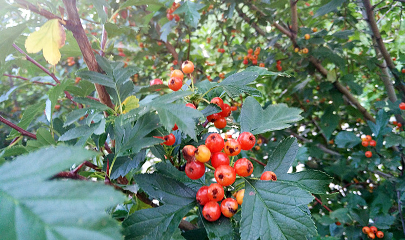 东北山丁子果糖李子酸爽面山钉子500g