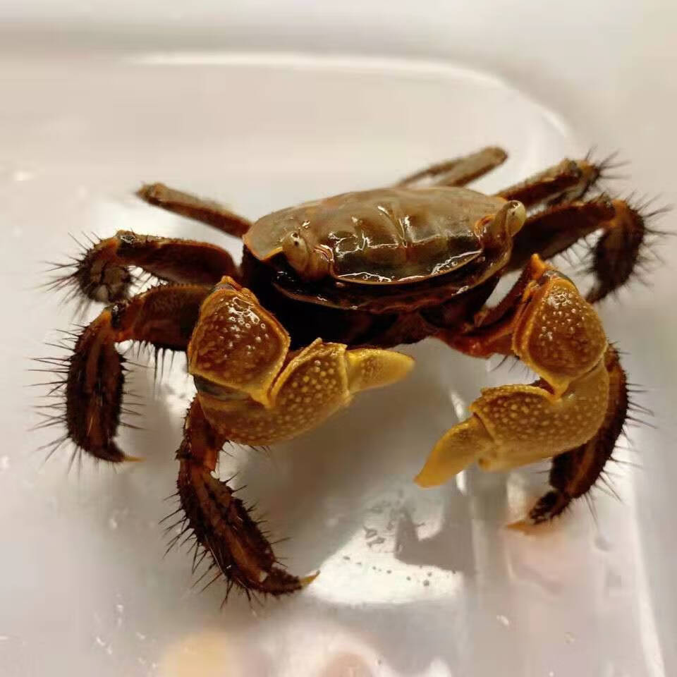 泽驭名宠红鳌相手蟹无齿螳臂观赏小螃蟹深水蟹水生宠物活体爬宠迷你红