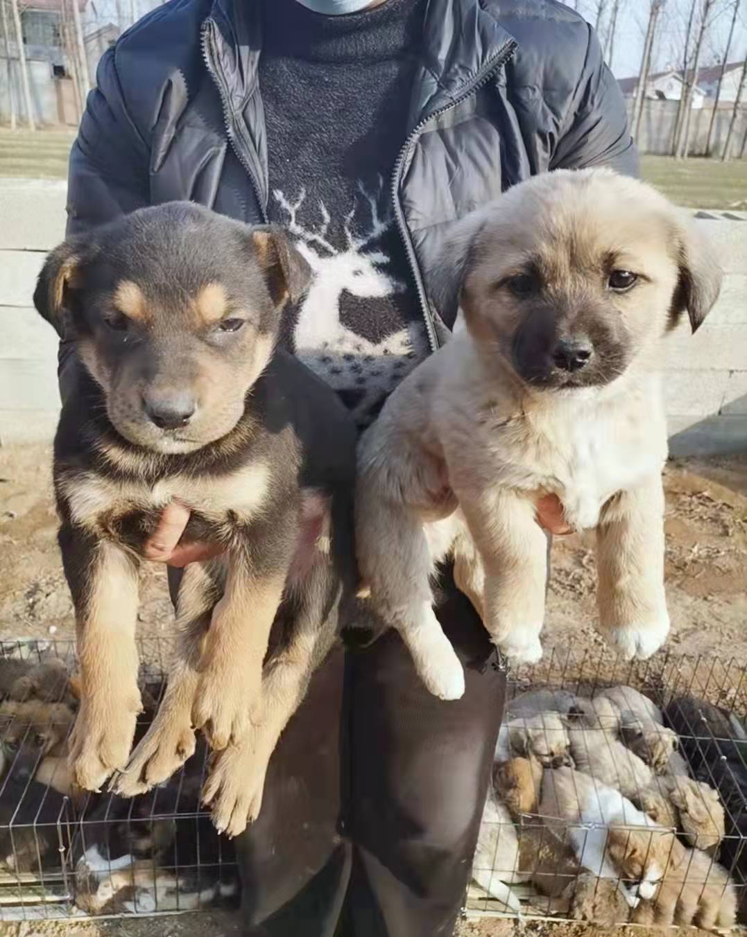 京東推薦榮鬱土狗活體活物苗幼犬大型中華田園犬農村看家護院領養幼崽