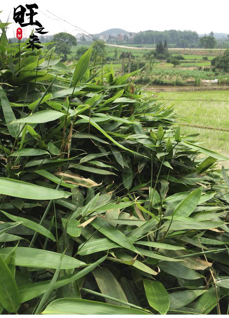 粽叶新鲜箬叶100片真空包装包粽子野生鲜叶粽粑天然芦苇叶粽叶100片送