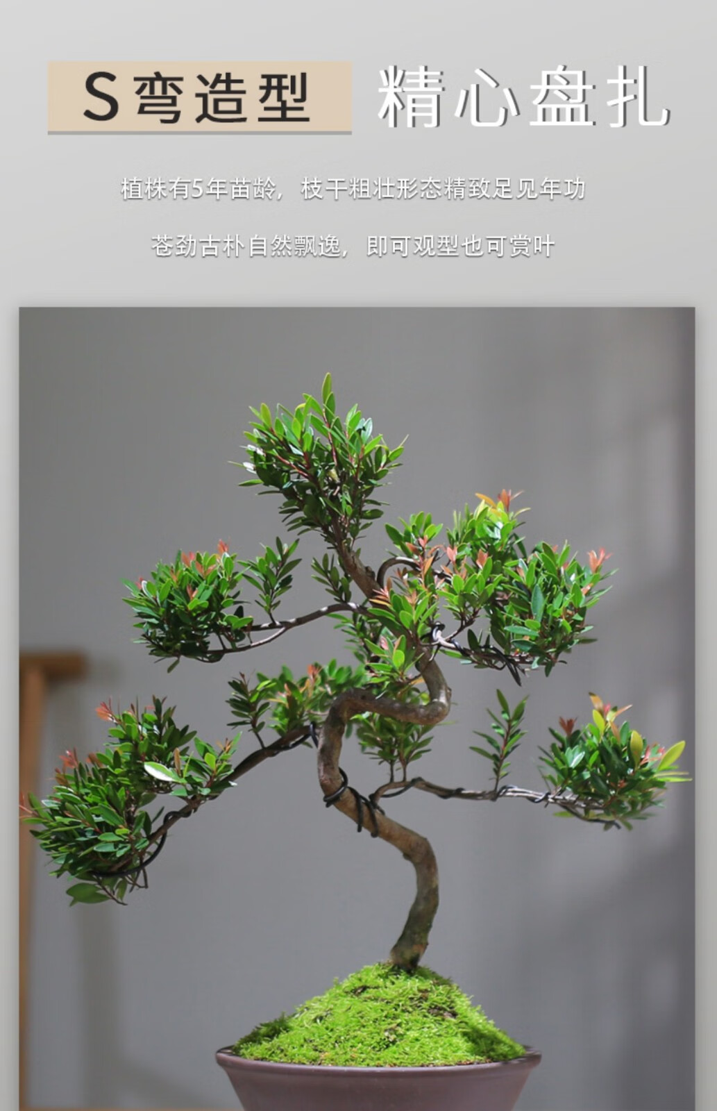 小叶赤楠盆景造型精品老桩绿植室内桌面植物办公室客厅紫砂盆栽送礼