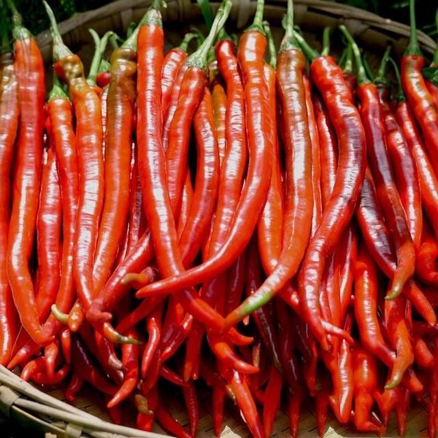 新鲜红线椒鲜红辣椒二荆条红海椒农家自种新鲜蔬菜长红椒现摘精品红线