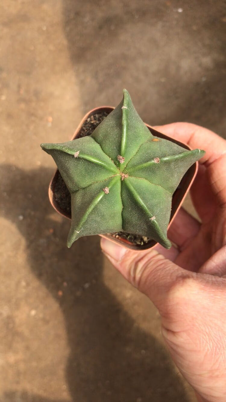 实生五角鸾凤玉仙人掌仙人球多肉植物仙人类绿植花卉千波万波56厘米不