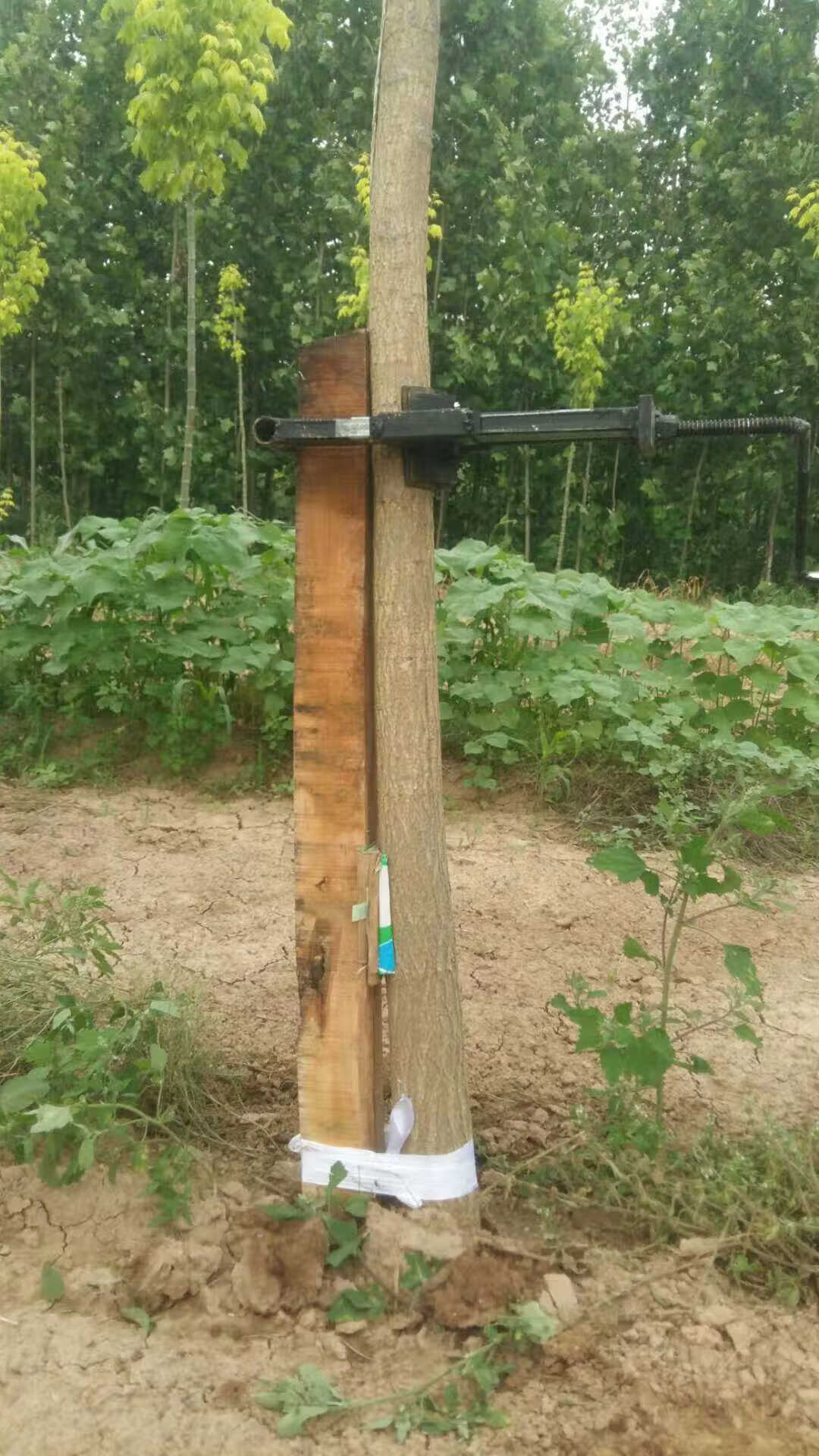 【轻奢】树木直弯器苗木歪脖树国槐值直树器园林果园种植工具 方管