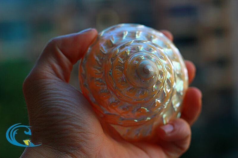 天然海螺贝壳摆件珊瑚 荧光珍珠塔螺夜光塔螺 标本螺收藏礼品摆设 8