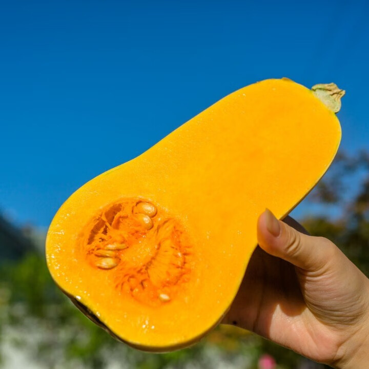 奶油南瓜新鲜采摘现摘现发甜糯口感孕妇5斤/9斤 8.